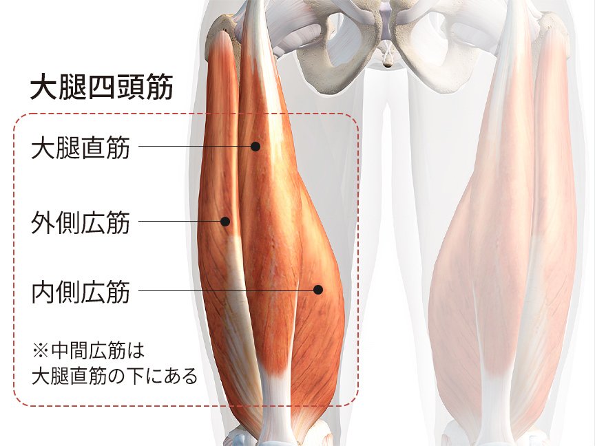 大腿四頭筋である大腿直筋、外側広筋、内側広筋の位置を記したイラスト ※中間広筋は大腿直筋の下にある