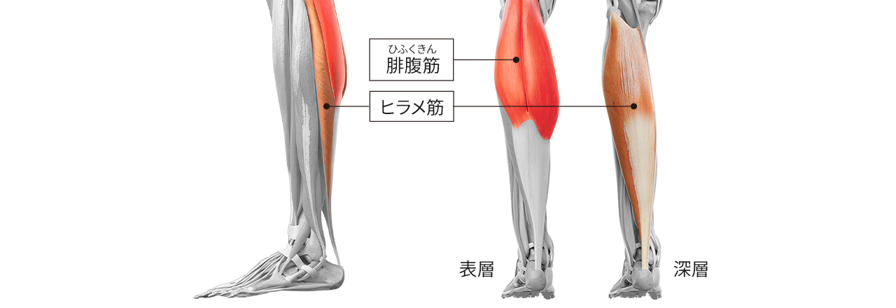 ふくらはぎの表層にある「腓腹筋」の位置、 深層にある「ヒラメ筋」 の位置を記したイラスト