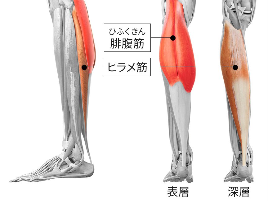 ふくらはぎの表層にある「腓腹筋」の位置、 深層にある「ヒラメ筋」 の位置を記したイラスト