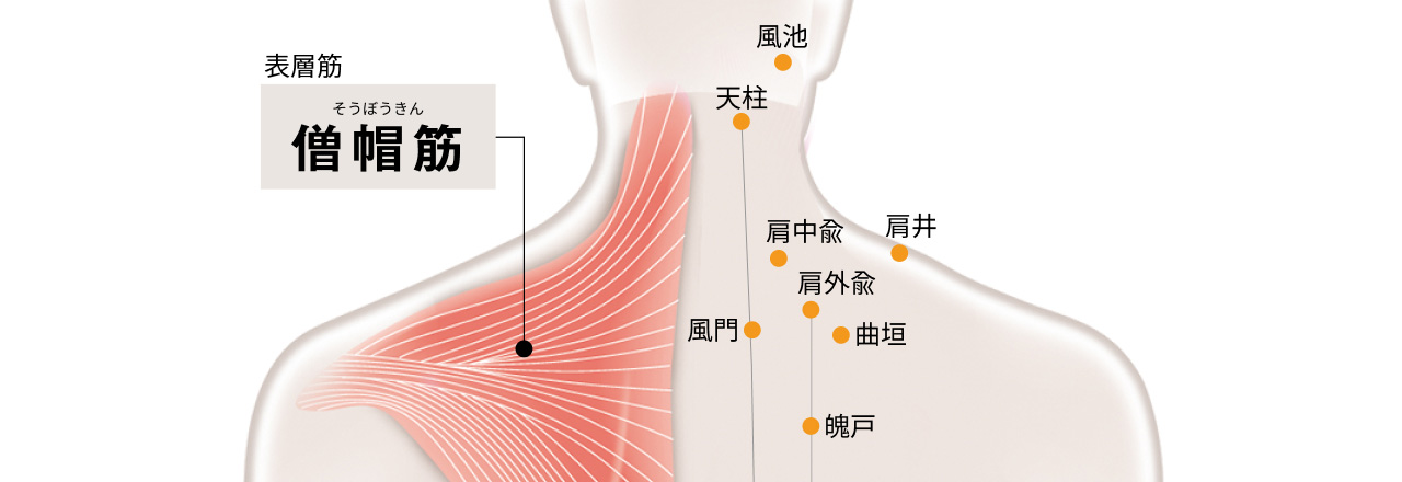 表層筋 僧帽筋の位置を記したイラスト　●風池 背中兪 ●肩井、●天柱 ●風間、●魄戸、●曲垣