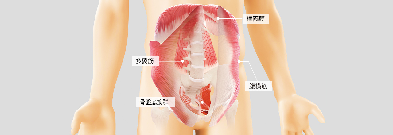 横隔膜、腹横筋、多裂筋、骨盤底筋群の場所を記しているイラスト