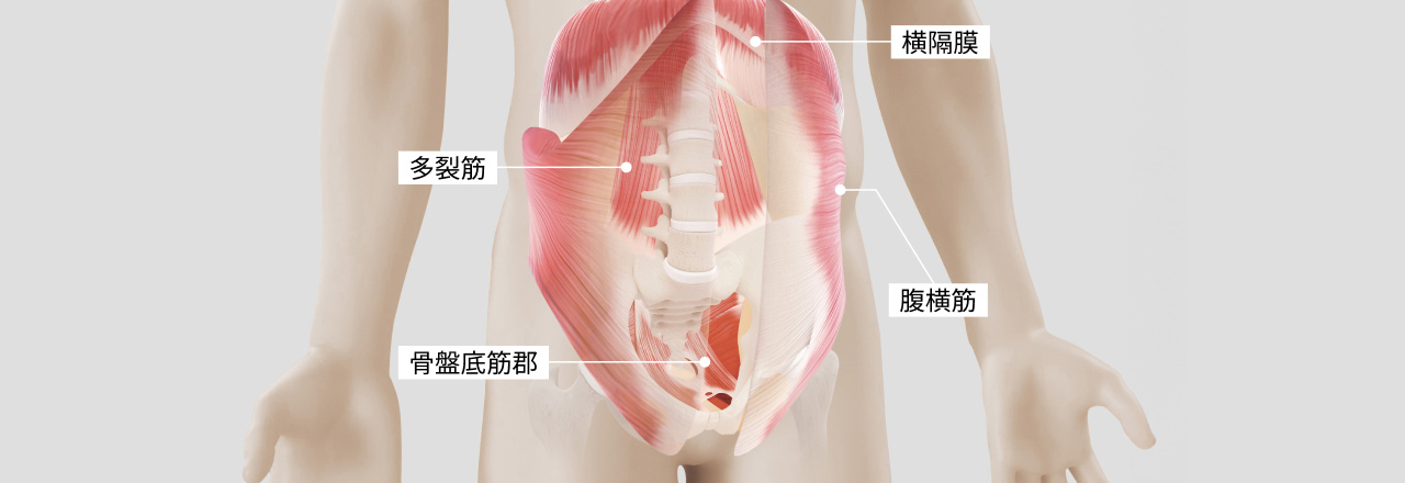 横隔膜、腹横筋、多裂筋、骨盤底筋群の場所を記しているイラスト