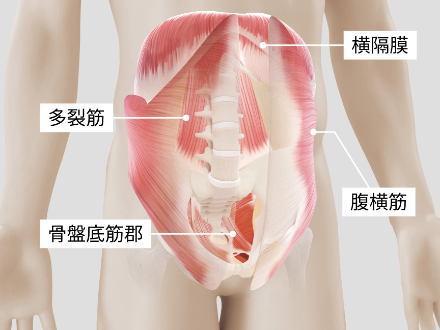 横隔膜、腹横筋、多裂筋、骨盤底筋群の場所を記しているイラスト