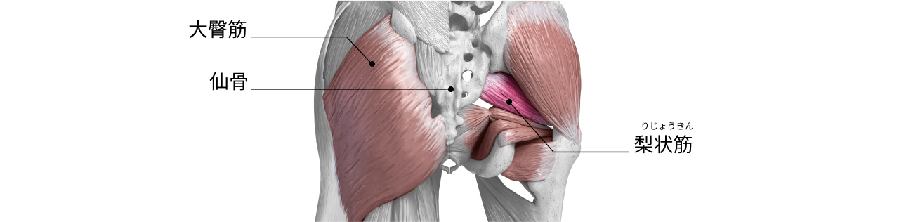 大臀筋 仙骨 梨状筋