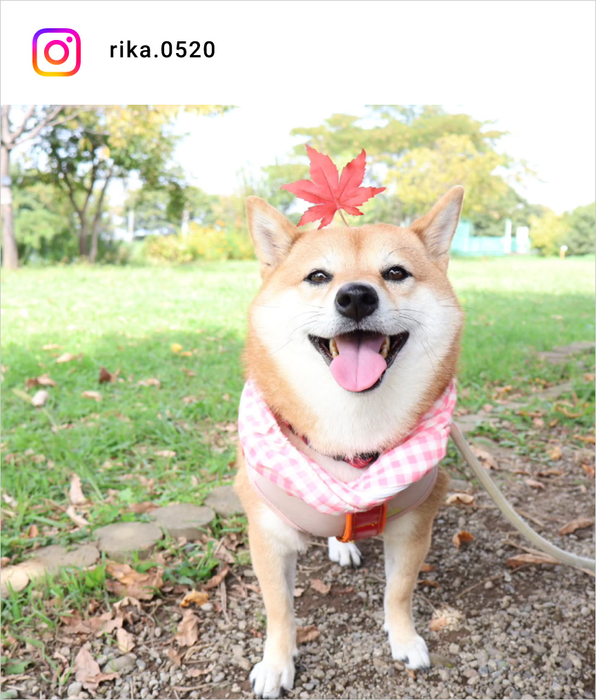 altテキストが入ります