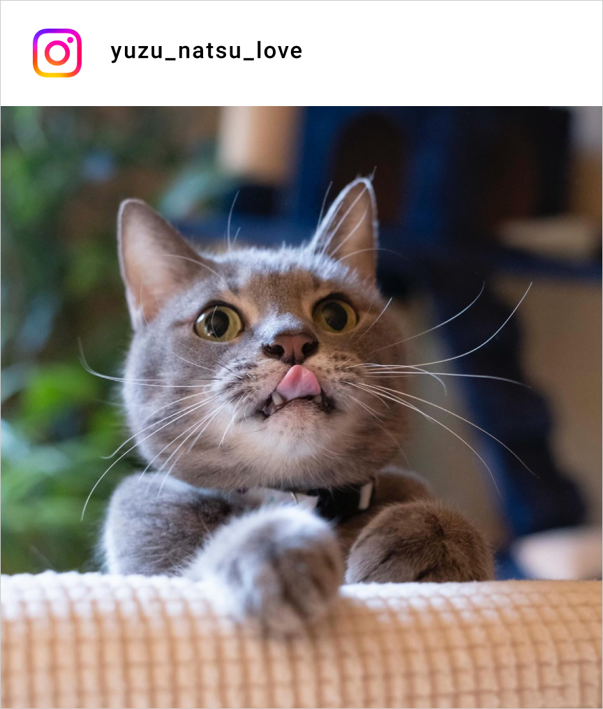 altテキストが入ります