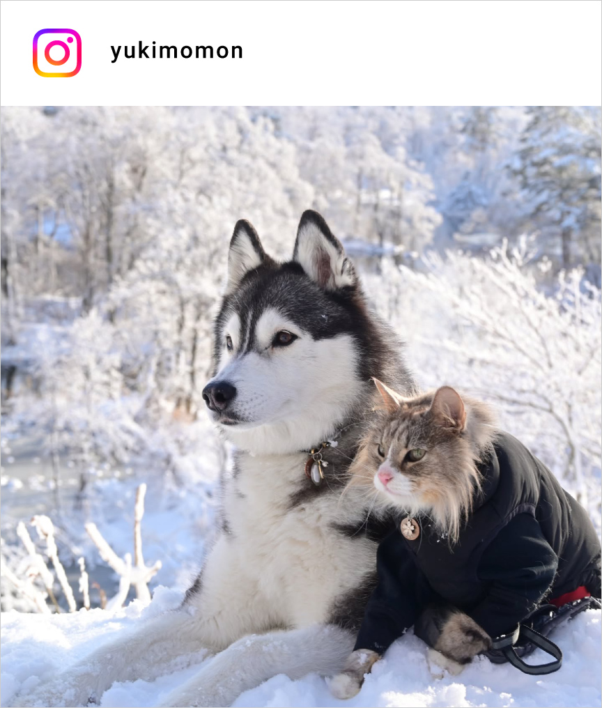 altテキストが入ります