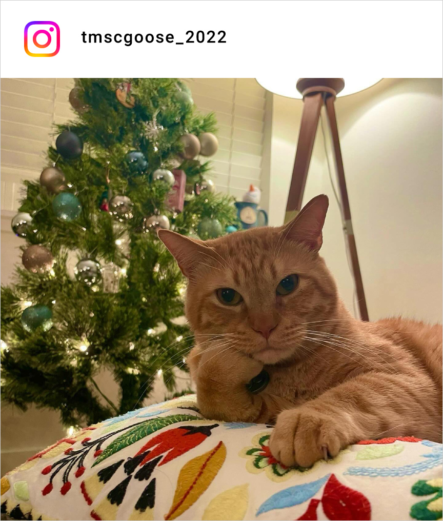 altテキストが入ります