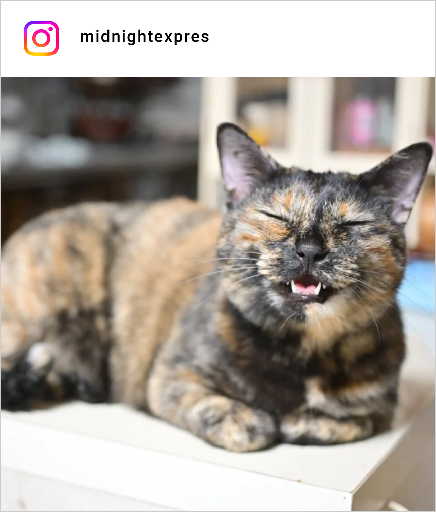 altテキストが入ります