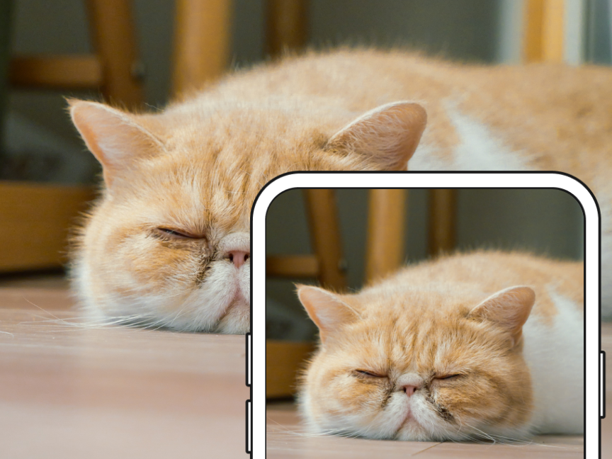 ペットの写真を撮影する