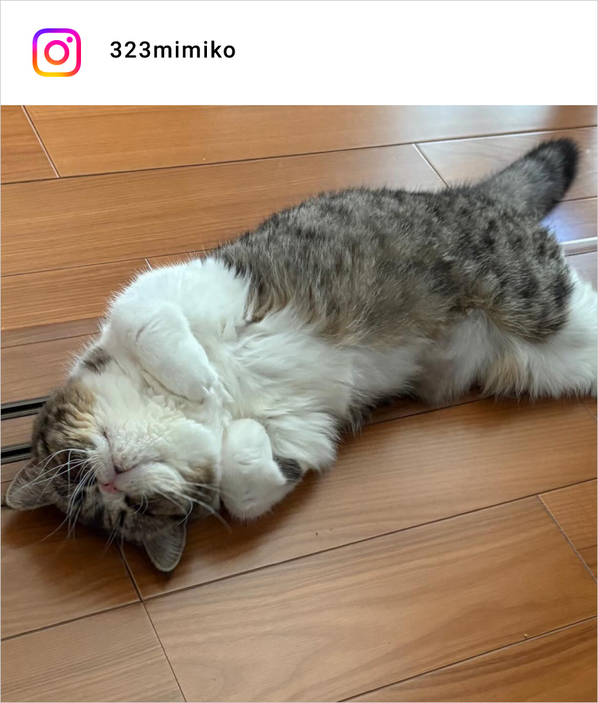 altテキストが入ります