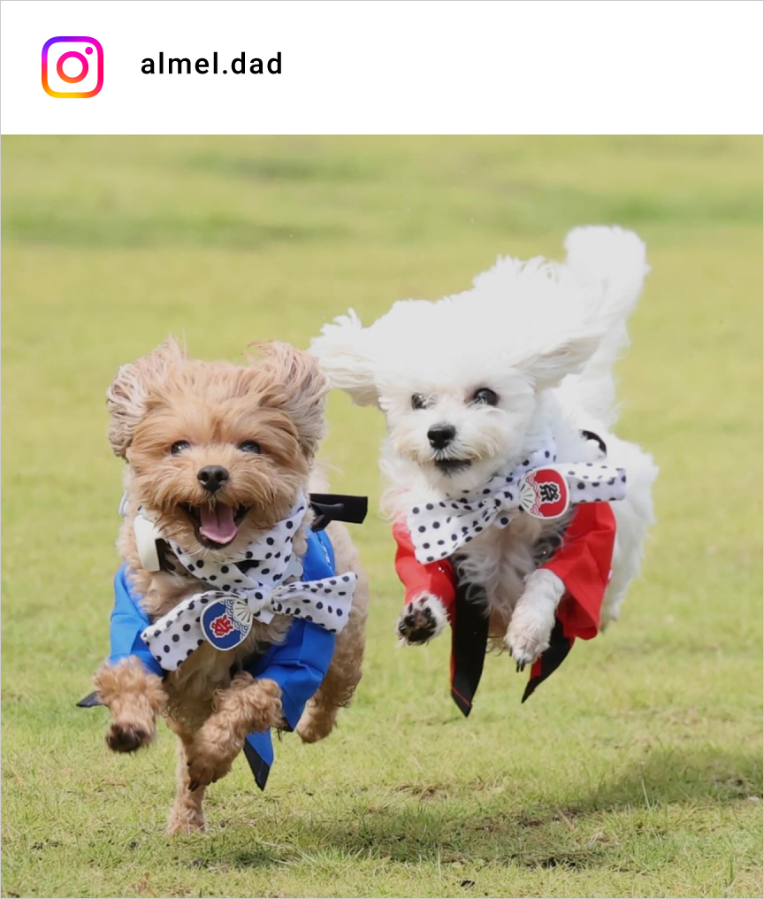 altテキストが入ります