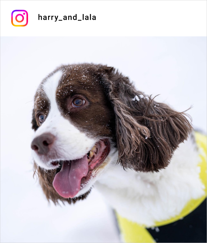 altテキストが入ります