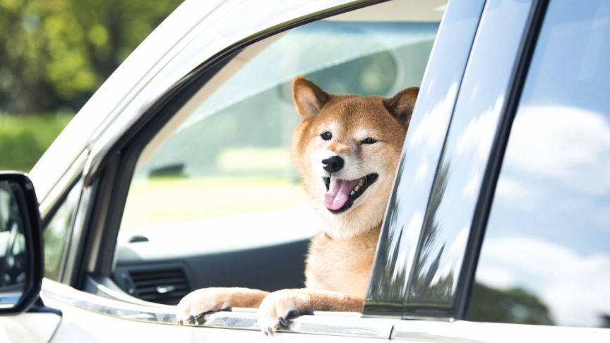 車内の臭いの原因になりうる、ペットのイメージ写真です。停まった車の窓から、かわいい柴犬が顔を出しています。
