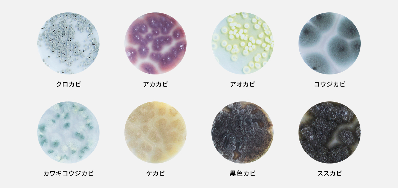 ナノイーXで除菌効果を実証済みのカビ一覧です。クロカビ、アカカビ、アオカビ、コウジカビ、カワキコウジカビ、ケカビ、黒色カビ、ススカビ