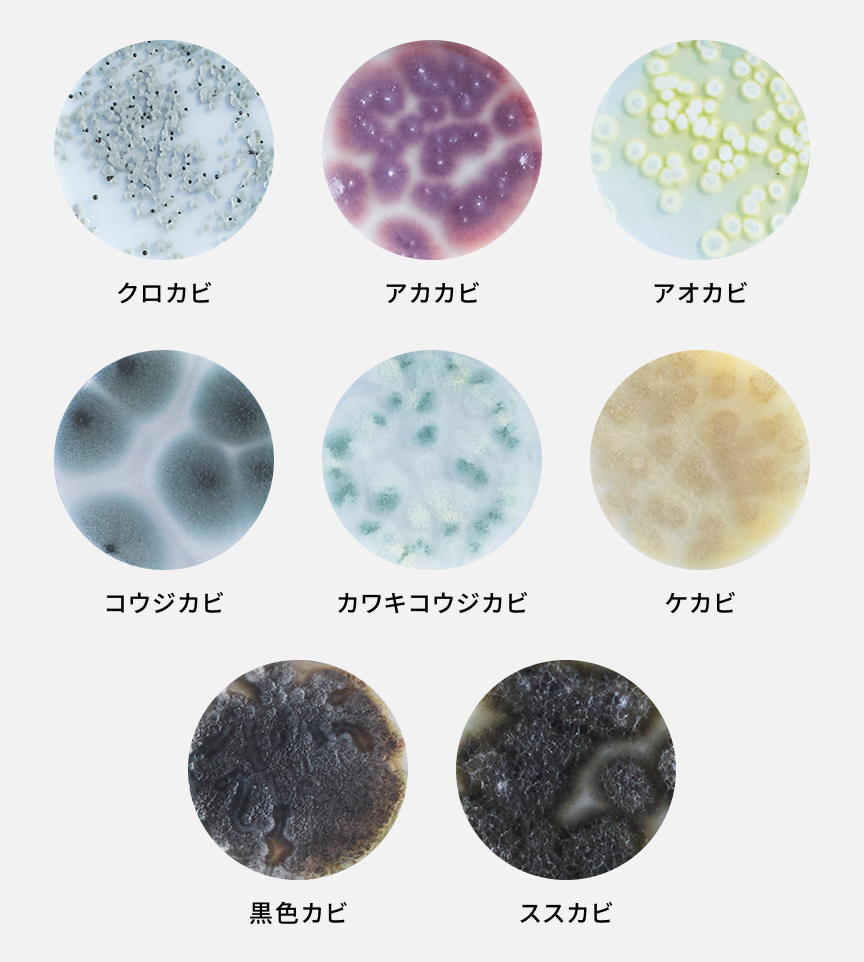 ナノイーXで除菌効果を実証済みのカビ一覧です。クロカビ、アカカビ、アオカビ、コウジカビ、カワキコウジカビ、ケカビ、黒色カビ、ススカビ