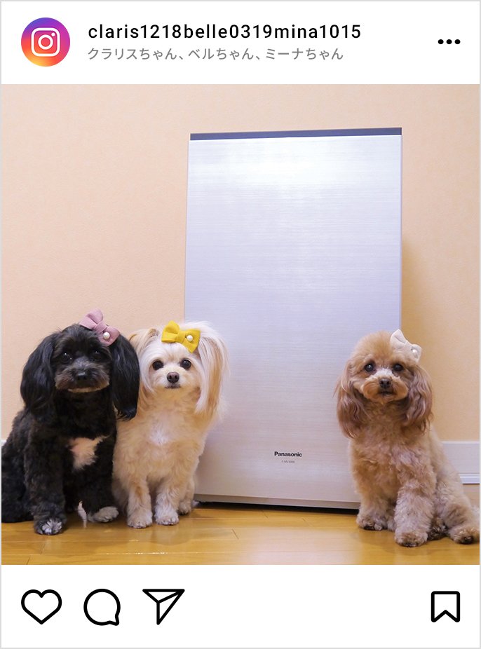 クラリスちゃん・ペルちゃん・ミーナちゃんのインスタグラム投稿画像です