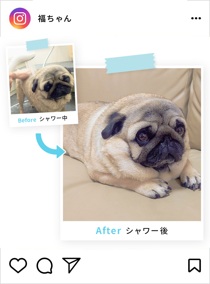 大豆ちゃんのインスタグラム投稿画像です