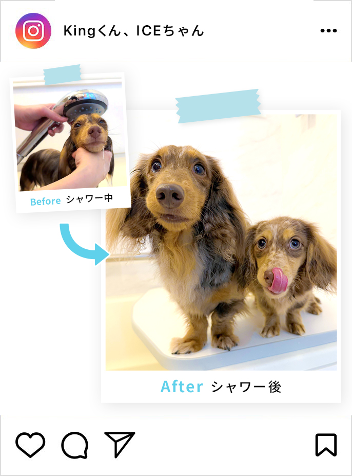 マーサちゃんのインスタグラム投稿画像です