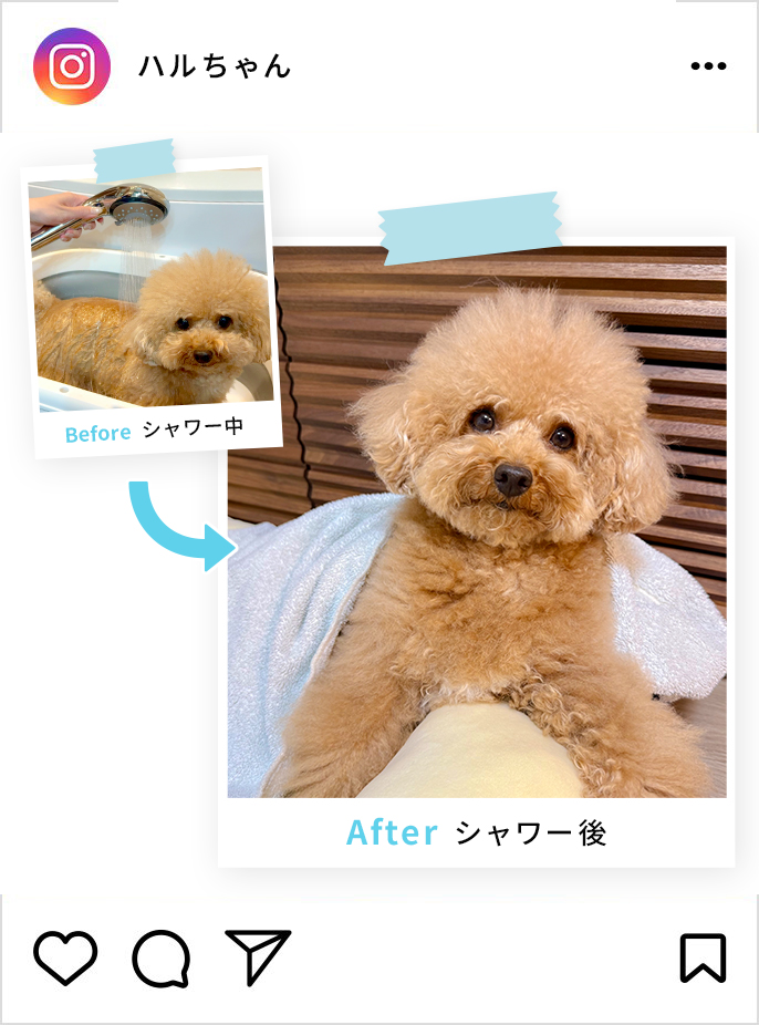 えいきちちゃんのインスタグラム投稿画像です