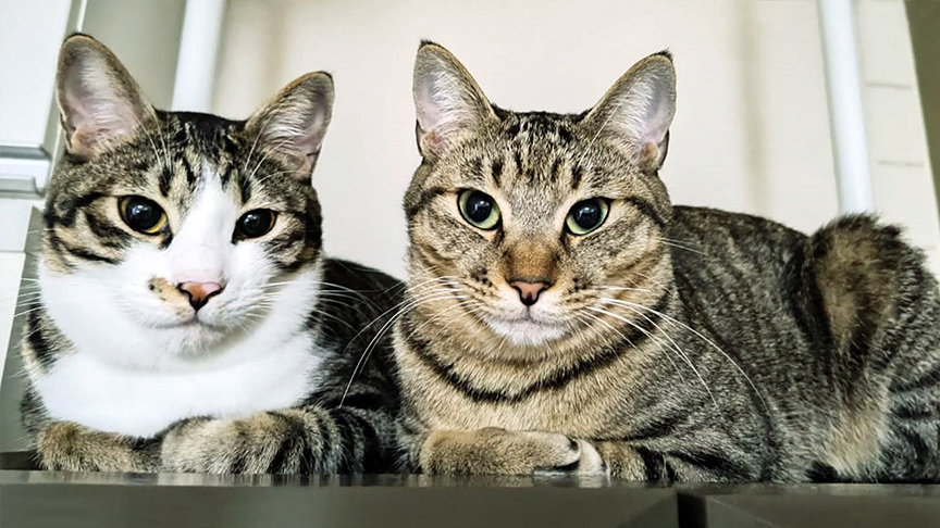 いずもくんとたまきちゃんのお迎え記事のバナー画像です。