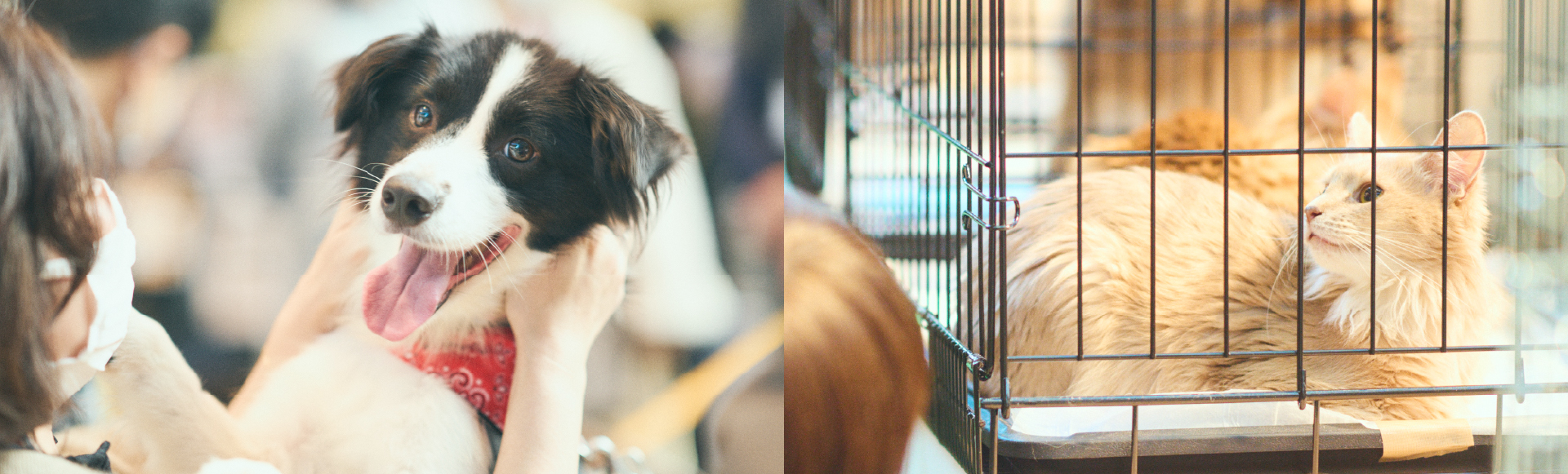 パナソニック保護犬猫譲渡会のイメージ画像です。