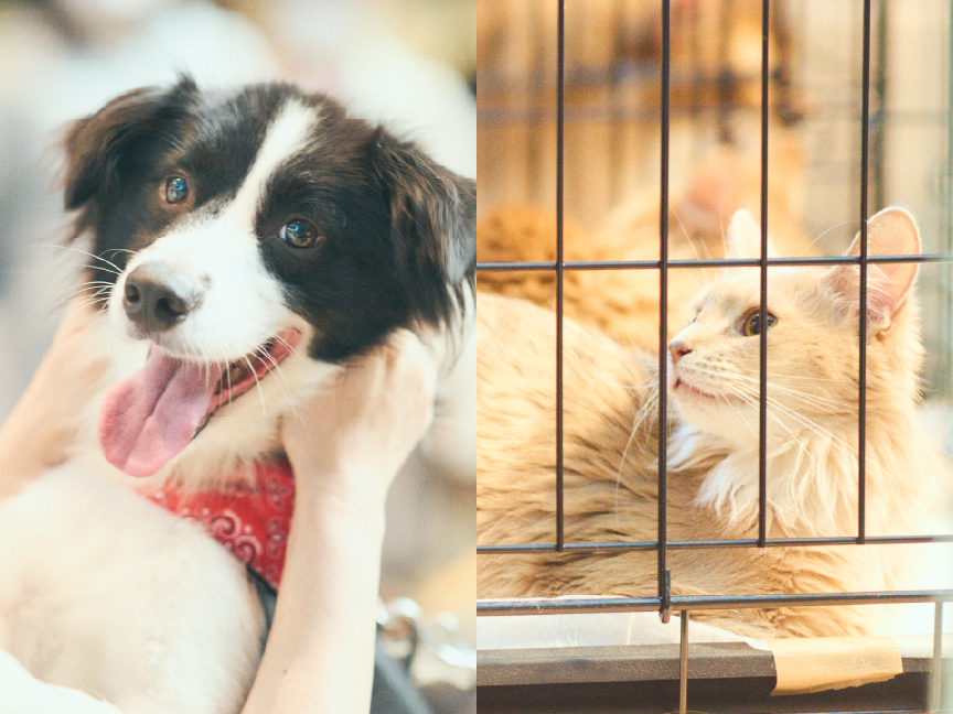 パナソニック保護犬猫譲渡会のイメージ画像です。
