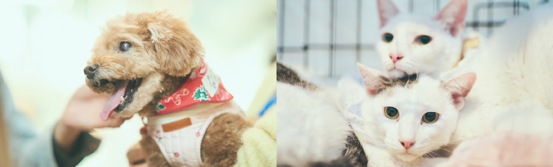 保護犬猫のイメージ画像です。