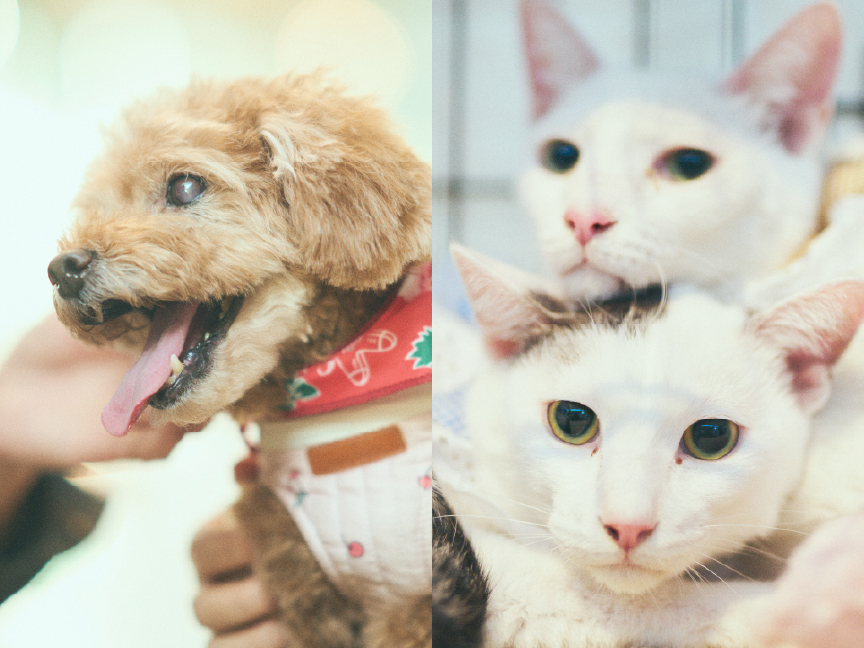 保護犬猫のイメージ画像です。