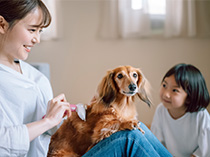 「【獣医師監修】手軽で簡単、いつも清潔に。愛犬のおうちトリミング」のバナー画像です。