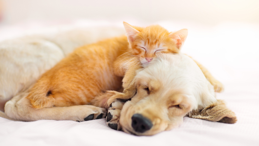 猫と犬が身を寄せて眠っている画像です。