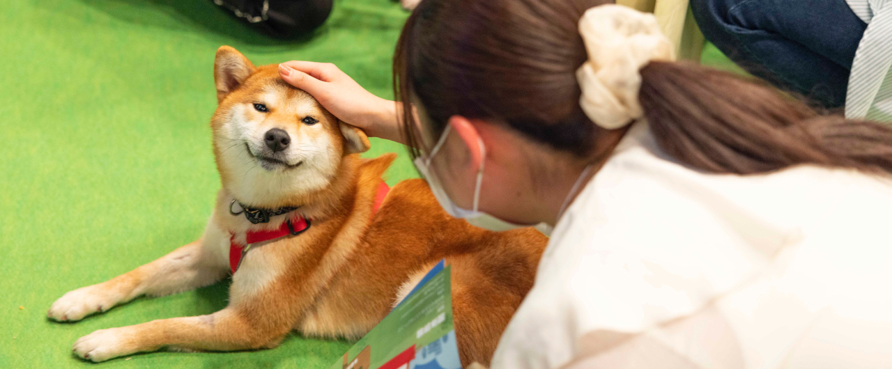譲渡会コーナーの保護犬の様子です。