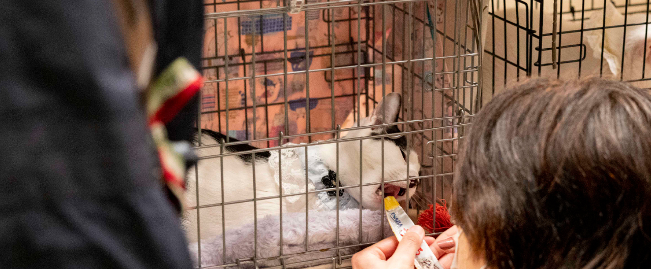 譲渡会コーナーの保護猫の様子です。