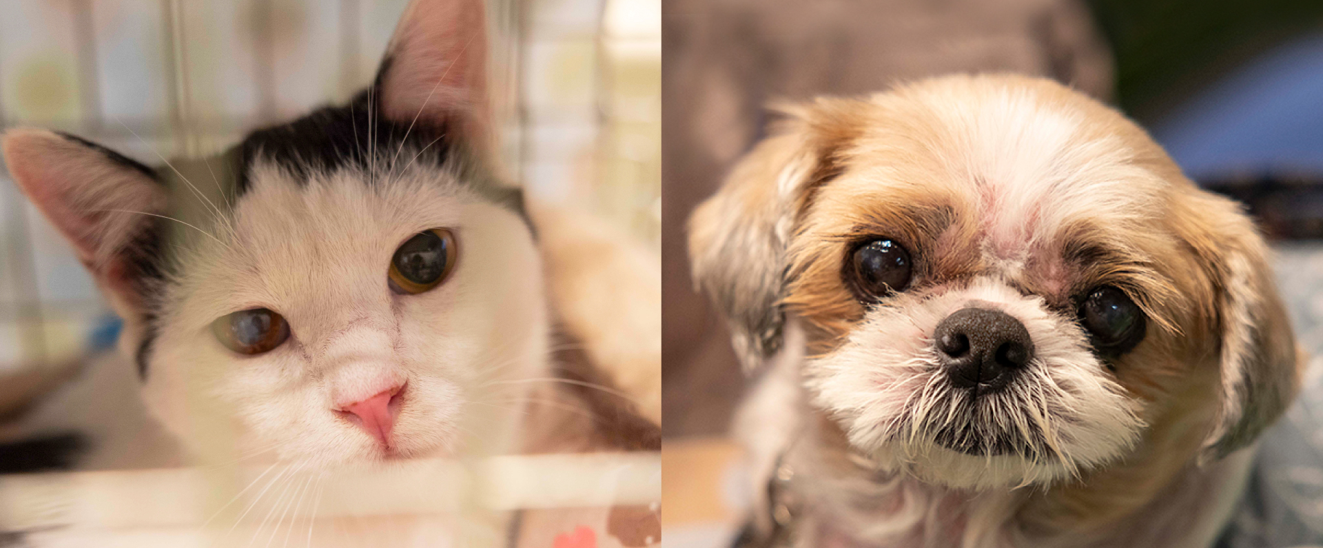 パナソニック保護犬猫譲渡会2023 開催レポートのメインビジュアルです。