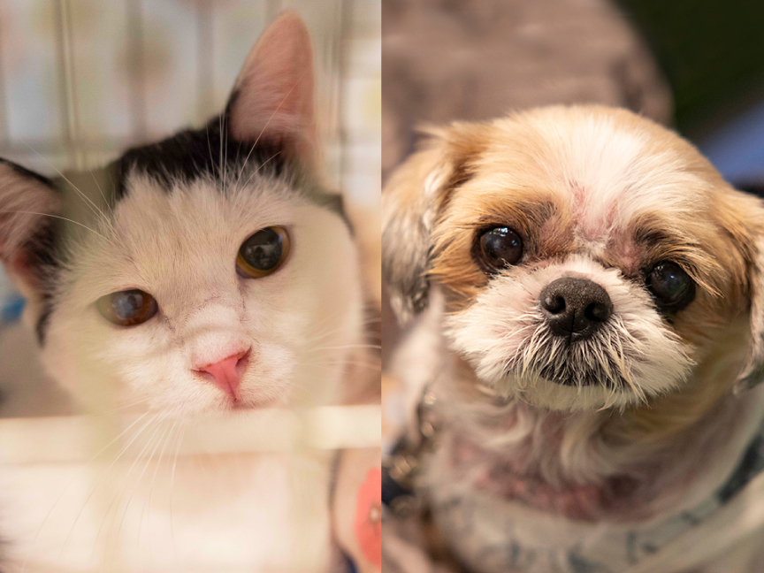 パナソニック保護犬猫譲渡会2023 開催レポートのメインビジュアルです。