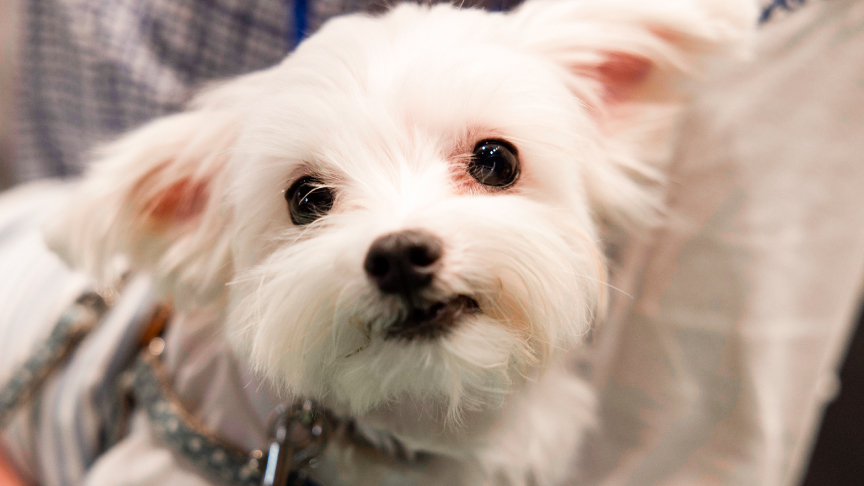 譲渡会コーナーの保護犬の様子です。