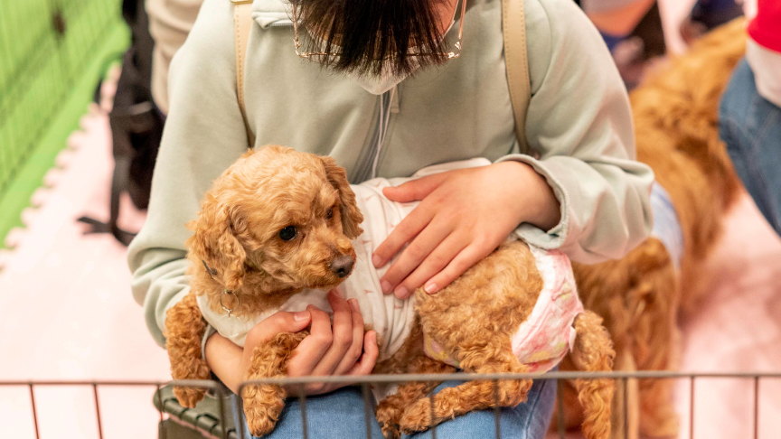 譲渡会コーナーの保護犬と来場者の方が触れ合っている様子です。