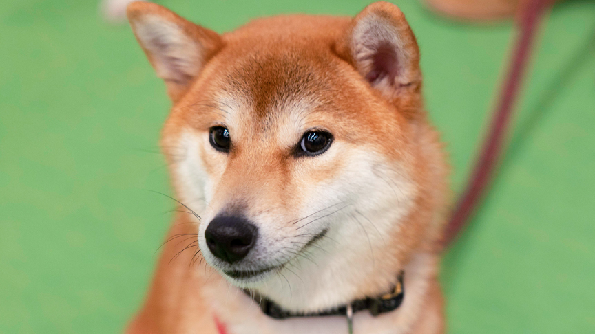 譲渡会コーナーの保護犬の様子です。