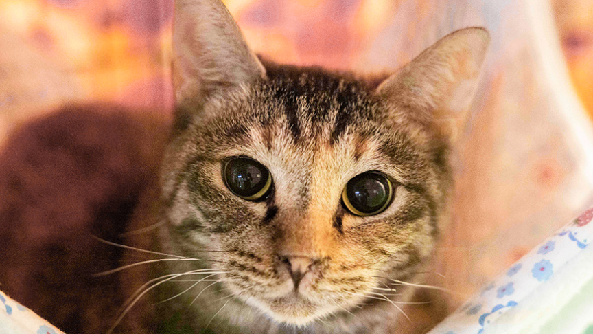 譲渡会コーナーの保護猫の様子です。