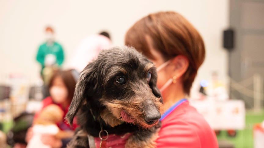 譲渡会コーナーの保護犬の様子です。