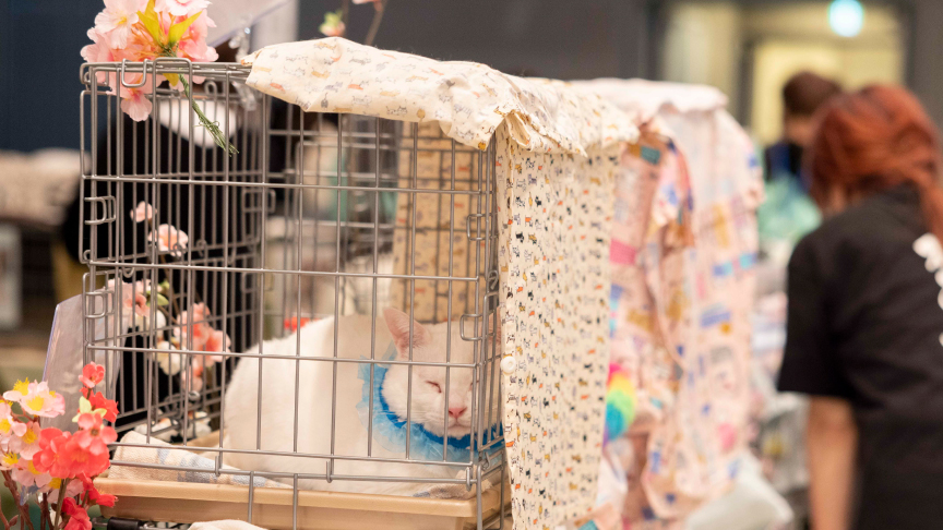 譲渡会コーナーの保護猫の様子です。