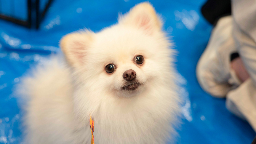 譲渡会コーナーの保護犬の様子です。