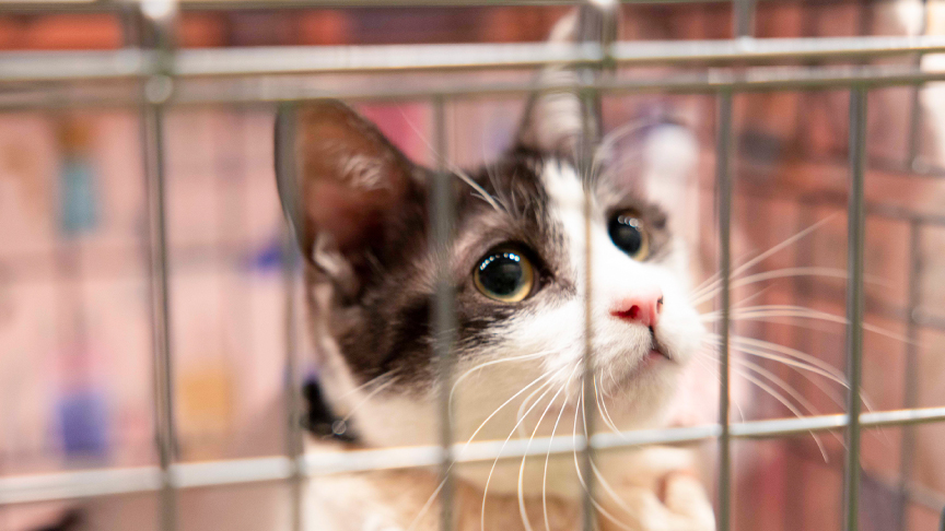 譲渡会コーナーの保護猫の様子です。