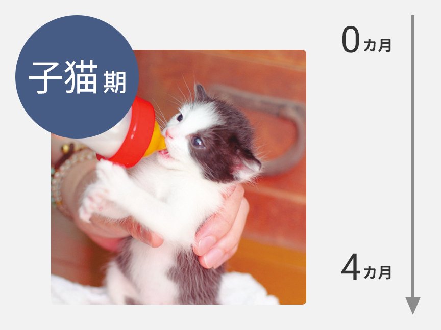 子猫（0カ月～4カ月）の画像です