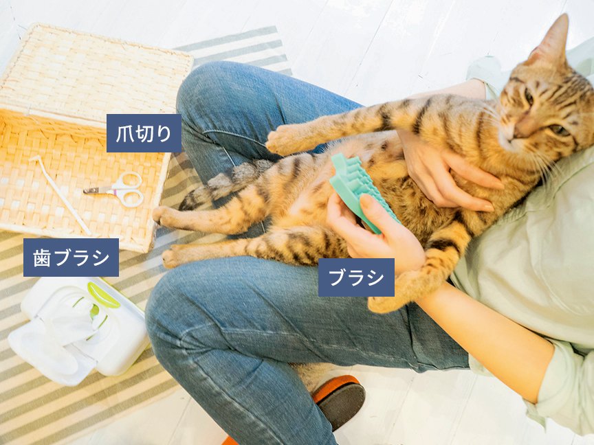 猫を抱っこしてケアをしている画像です