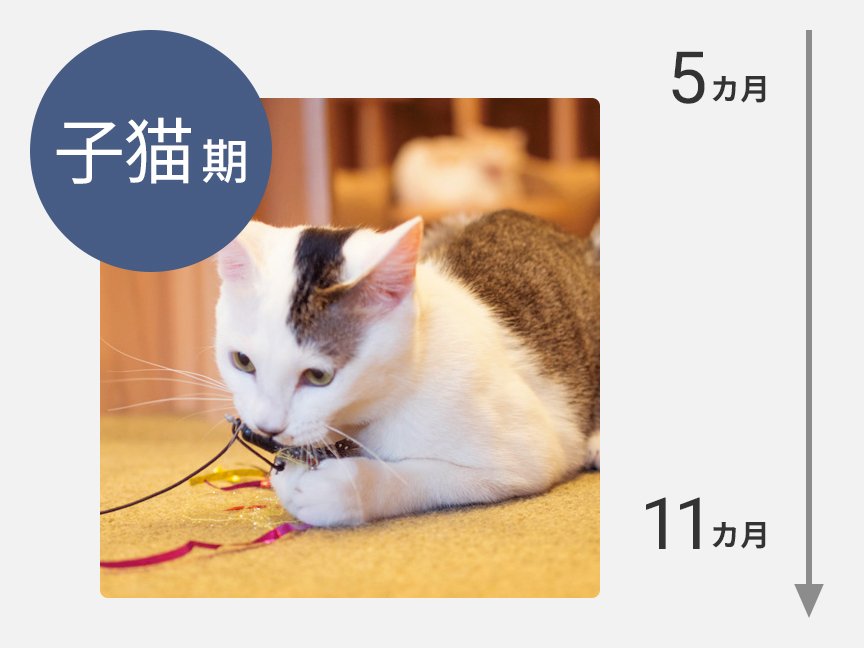 子猫（5カ月～11カ月）の画像です