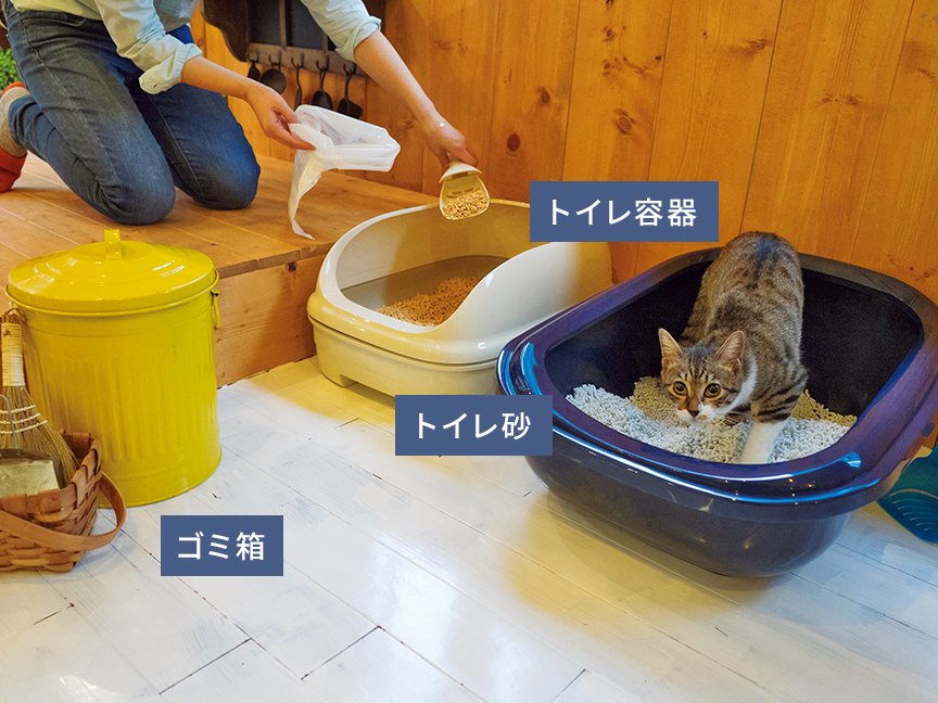 猫のトイレを掃除している画像です