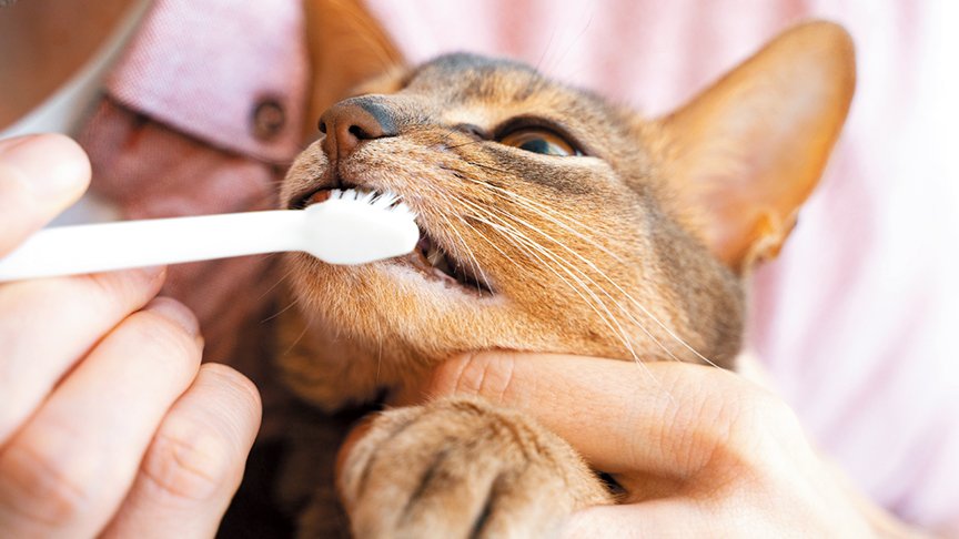猫に歯磨きをしている画像です
