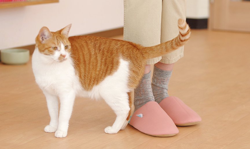 猫が人の足にスリスリしている画像です