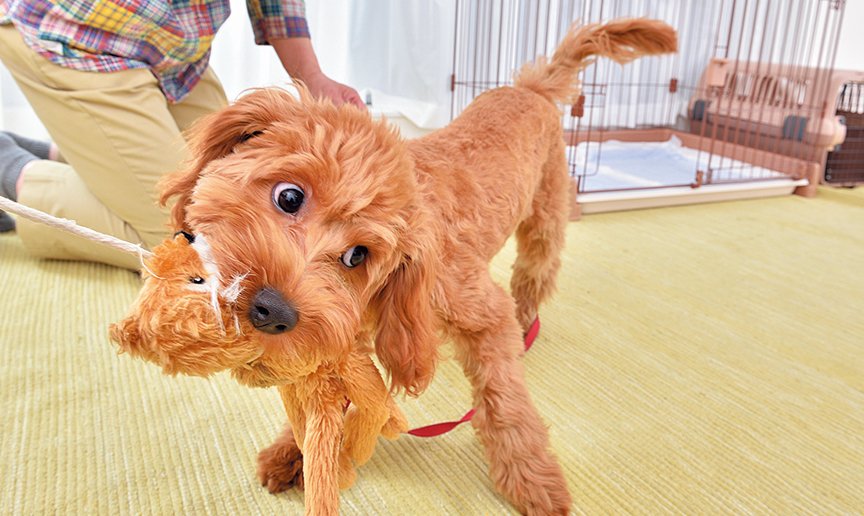 犬が噛むおもちゃで遊んでいる画像です
